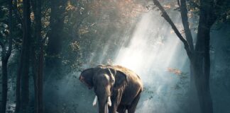 Co jest zabronione w Tajlandii?