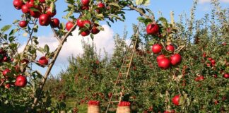 Jak zrobić przecier z jabłek dla niemowlaka?