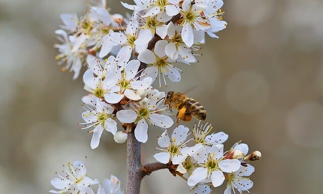Jak zrobić dżem z tarniny? Jak zrobić dżem z tarniny?