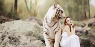 Czy można kupić tygrysa?