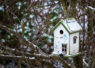 Czy Por może zimować w ogrodzie?