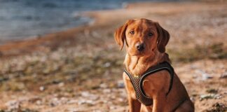 Czy z wiatrówki da się zabić lisa?