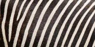 Ile kosztuje nadruk na koszulce?