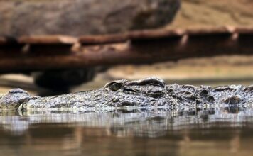 Co to jest zasada 8 sekund?