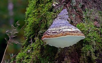 Czy krzesiwo tępi nóż?