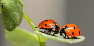 Jakie są najczęstsze błędy w koszykówce?