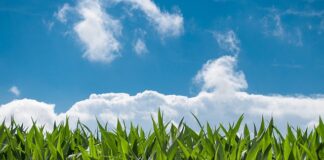 Co zamiast kukurydzy na ryby?