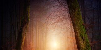 Jak się nazywa gol w koszykówce?