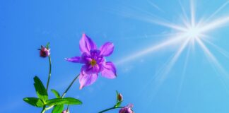 Czy można chodzić z bronią ASG?