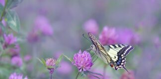 Jak powinien grac silny skrzydłowy?