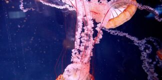 Gdzie można kupić paralizator?