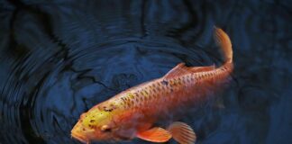 Na co najlepiej łowić karpie?