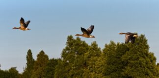 Jak grac na prawym skrzydle?