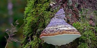 Jak nazywa się po angielsku krzesiwo w Minecraft?