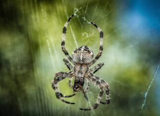 Jaki ciężar kuli do kręgli? Jaki ciężar kuli do kręgli?