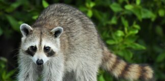 Do czego służy proca?