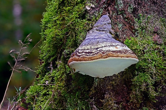 Do czego służy krzesiwo? Do czego służy krzesiwo?