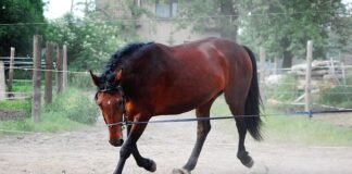 Co to jest lonża wspinaczkowa?