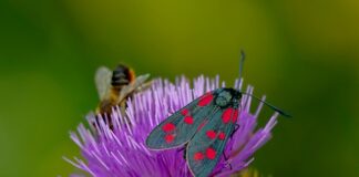 Czy motylek działa na uda?