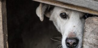 Jak dobrze schować telefon?