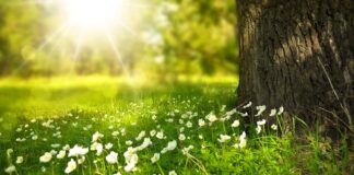 Co dodać do prania firan żeby były białe?