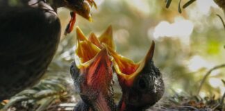 Czym karmić jesiotra w stawie?