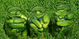 Kiedy kisić kukurydzę?