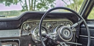 Ile kilometrów jest w stanie przejść pies?