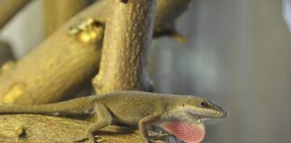 Jak się robi line terraria?