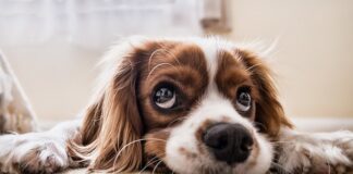 Jak nauczyć psa siedzenia w torbie?