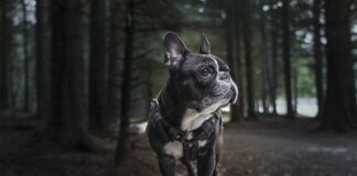 Do czego jest uprząż?