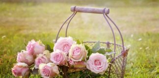 Jak wysoko jest kosz w NBA?