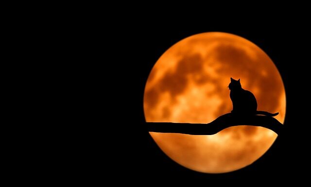 Jak przewozić kota na rowerze?