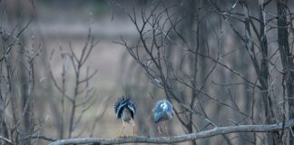 Czy okonie biorą na kukurydzę?