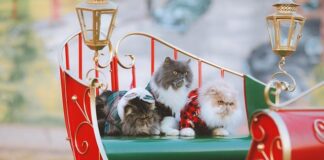 Czy można wieszać swetry?